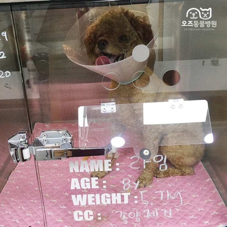  강아지 물혹 제거 수술/ 노령견 피부 혹, 종양, 종괴