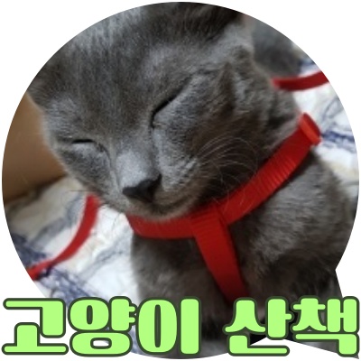  고양이 산책 하는방법과 장단점.