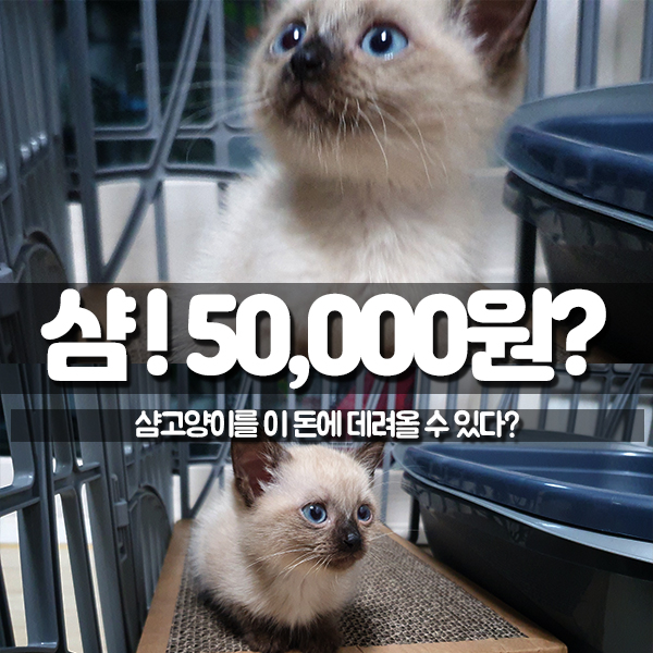  샴고양이가격 나만의 방법! 액퀴ㅋ~고양이 절러부러~ 거의 무료분양 키득키득~~~