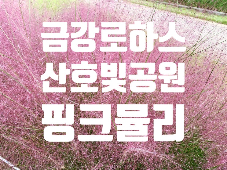  대전 신탄진 금강로하스산호빛공원 핑크뮬리 핑크핑크 이뻐요!