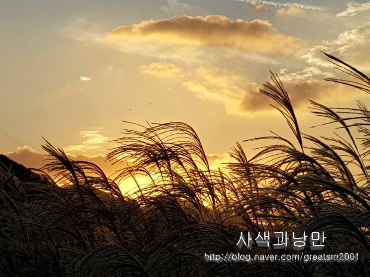  해지는 시간에 억새를 본다.