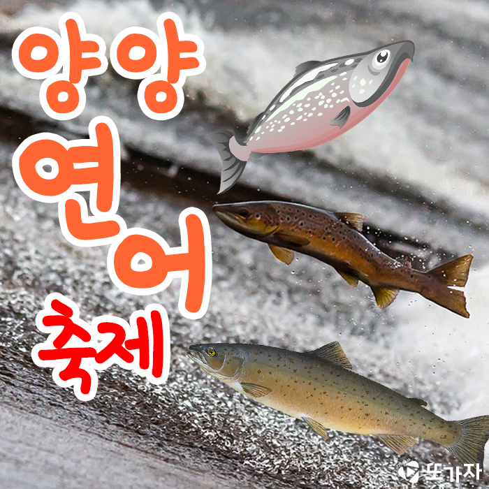  2019 양양 연어축제 '가을 먹거리 축제'