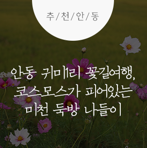  안동 귀미1리 꽃길 여행, 코스모스가 피어있는 미천 둑방 나들이 :: 안동여행, 안동가볼만한곳, 코스모스 꽃길