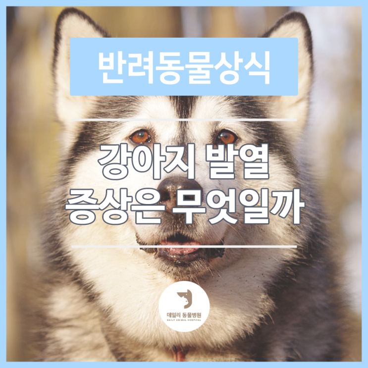  가락동에 있는 동물병원 : 강아지 발열 증상