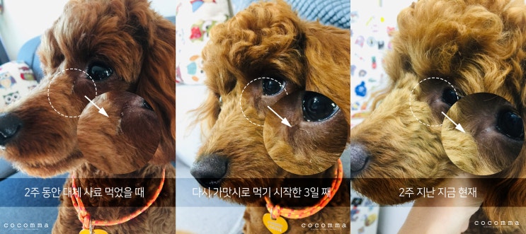  하림펫푸드 가맛시 먹고 난 후 강아지의 눈물변화! 가장 맛있는 시간 30일로 눈물잡았어요!