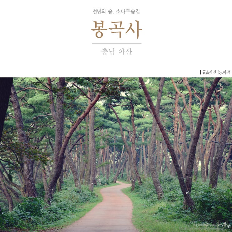  충남 아산 봉곡사 천년의 숲 소나무길