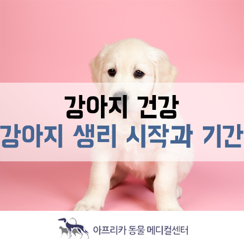 강아지 생리 : 강아지 생리 시작과 기간, 강아지 생리 시기