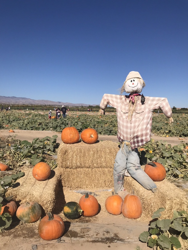  [라스베가스일상] 라스베가스에도 호박농장이 있다?! 펌킨패치를 할 수있는 Gilcrease Orchard소풍 다녀온날
