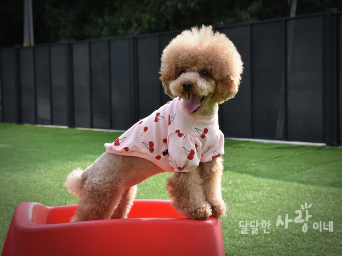  강아지 티셔츠 체리 퍼프티 면 소재라 좋아요
