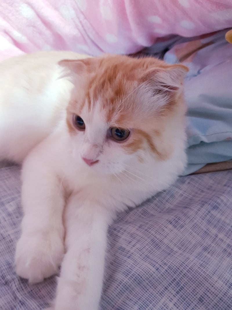 고양이 간식 :: 소고기치즈피자