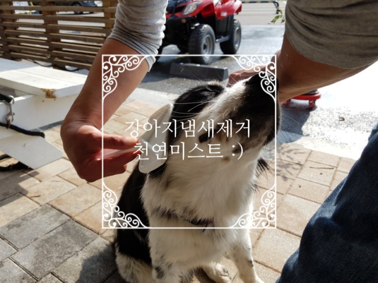  강아지냄새제거-아이헤잇케이지 강아지천연미스트