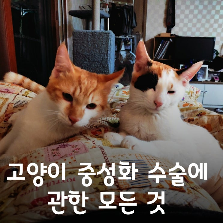  고양이 중성화수술 후기 (시기/방법/비용/주의사항)