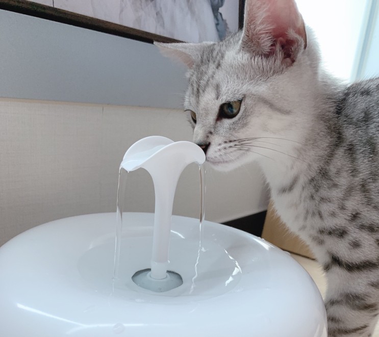 고양이정수기/실버 뱅갈고양이 물을 잘마시나요?