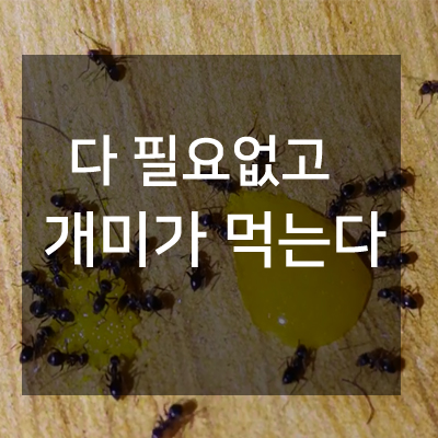  개미없애는법 집개미 날개달린개미 다 모여