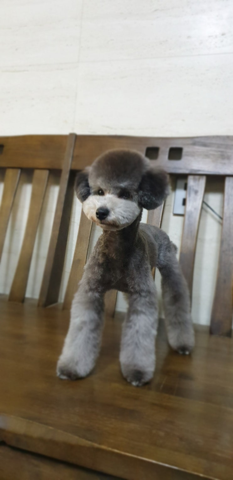  실버 푸들 미용했습니다.