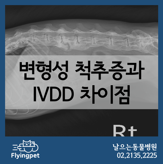 변형성 척추증과 IVDD의 차이점 / 강아지 디스크 증상, 고양이 디스크 증상, Spondylosis, 강아지후지파행, 고양이후지파행