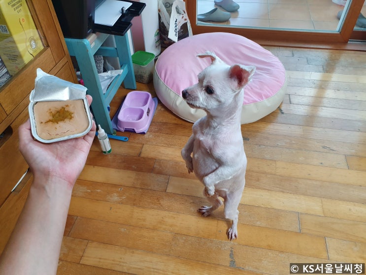  강아지 간식 닥터독 습식캔 너무 잘 먹어요!