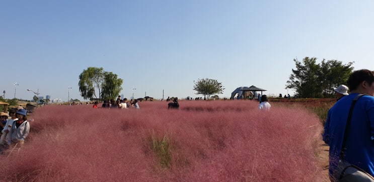  미리가 보는 하늘공원 억새축제 ~