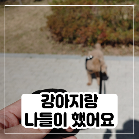 휴일에 강아지랑 나들이하며 시간 보냈어요 휴일에 강아지랑 나들이하며 시간 보냈어요