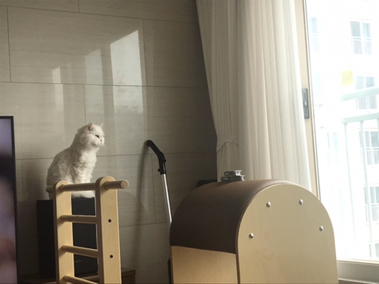 나의 유일한 힐링, 고양이
