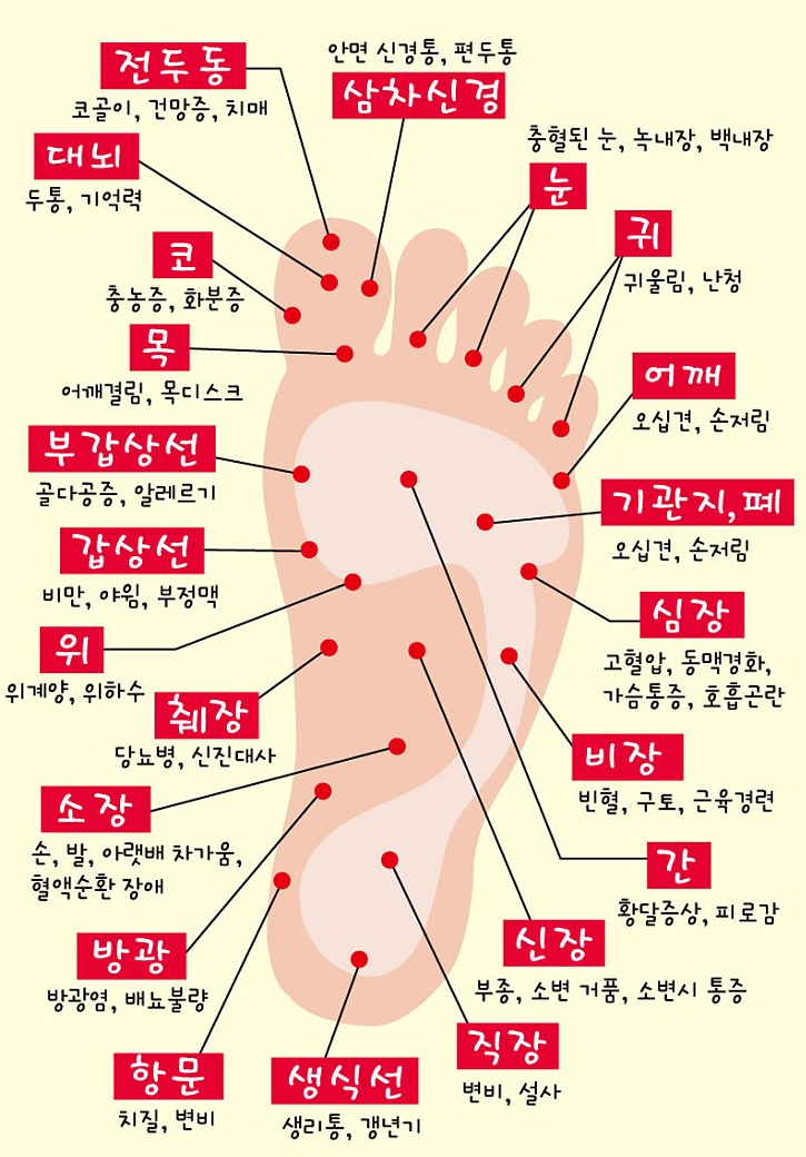 통증 요인에 따른 발바닥 지압 발바닥 인체 통증 요인에 따른 발바닥 지압 발바닥 인체