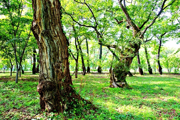 경북 영천 가볼만한 곳, 4백년 세월 간직한 자천리 오리장림(五里長林)에서 느리게 걷기