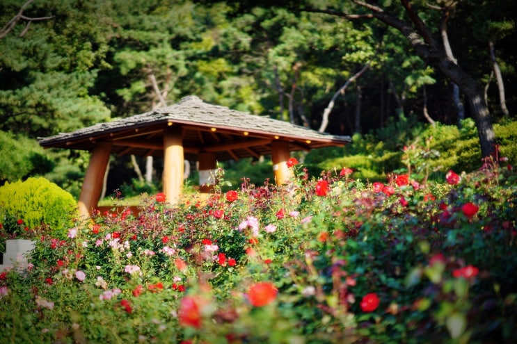 인천 계양산 장미원 ㅣ10월 아침 산책