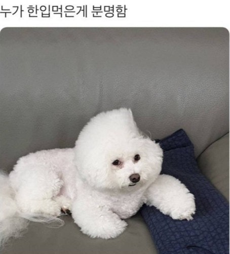 털뭉치 이미지