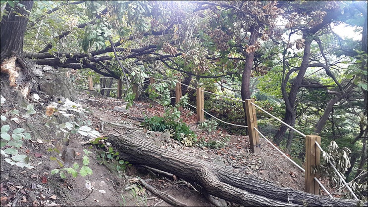  남한산성 태풍 링링에 부러진 나무들 (2019년 9월 29일)