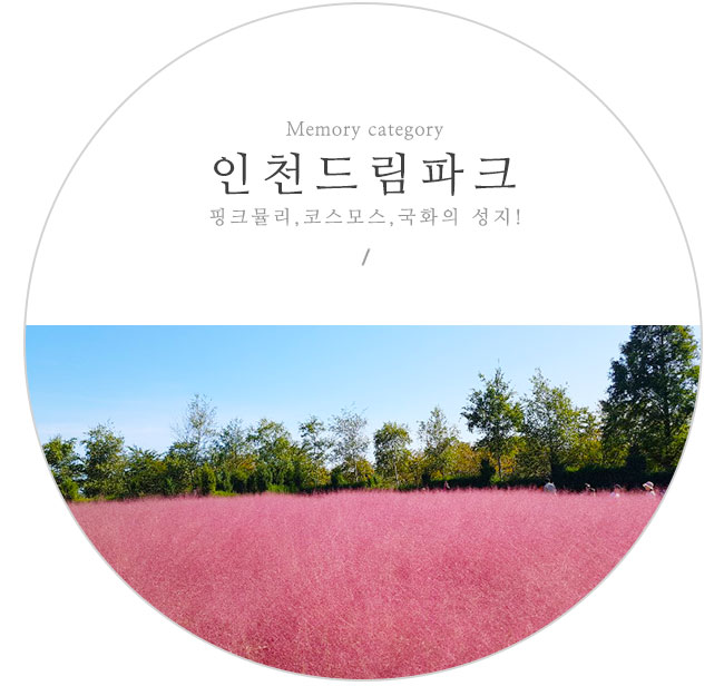 인천 드림파크 & 핑크뮬리 명소 인정!