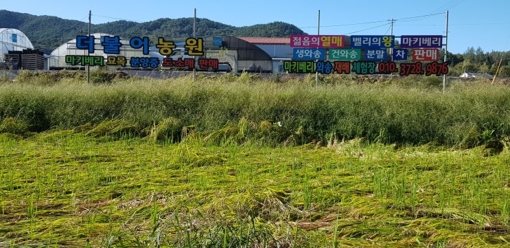  벼 수확을 해야 하나 말아야 하나 망쳐버린 벼농사 농민들 근심만 커져가네