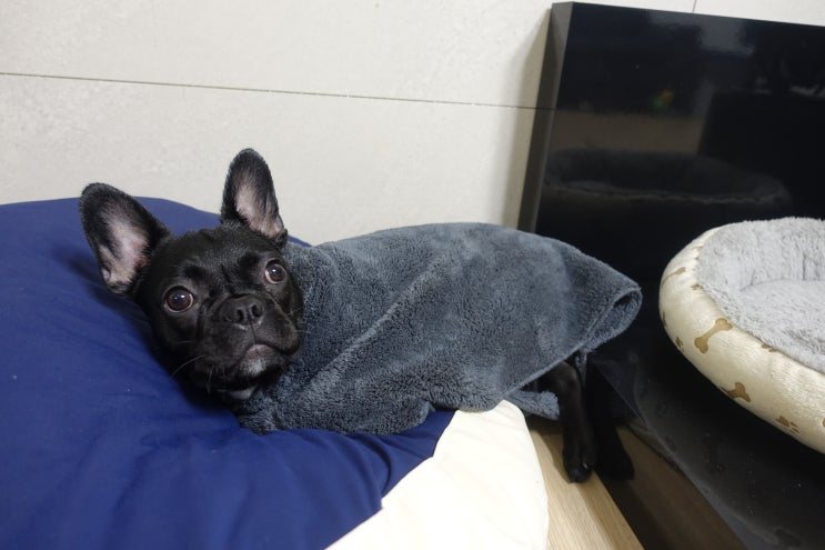  강아지 펫타올 추천 <초코펫하우스 몬스터펫타올>
