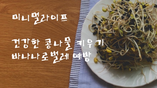  무농약 콩나물 집에서 키우기, 키우는법