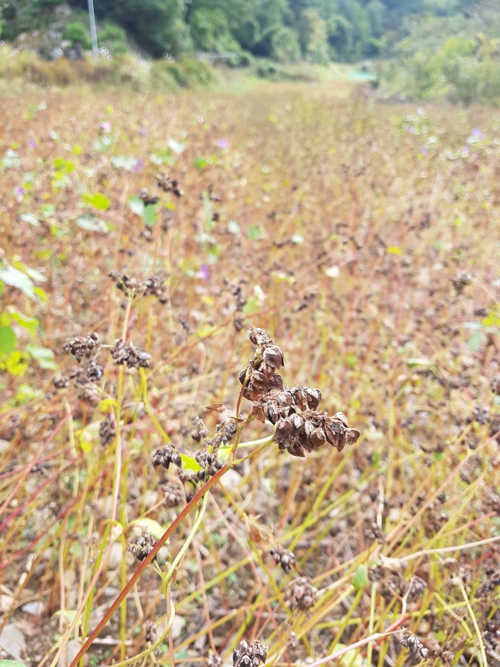 가을걷이:메밀 수확