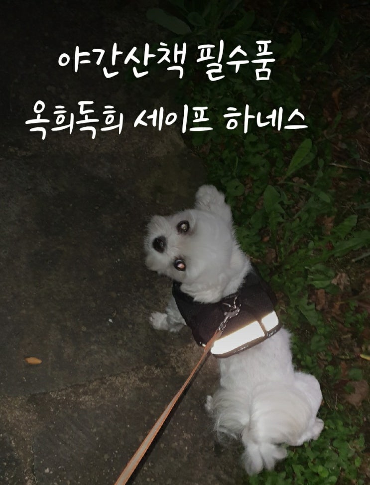  강아지 가슴줄 추천  - 옥희독희 세이프하네스