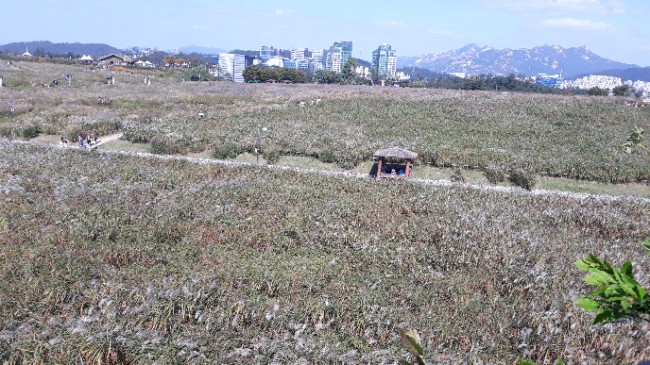  하늘공원 : 바람 불어 좋은 날