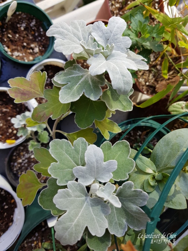  주말 가을 베란다에서...