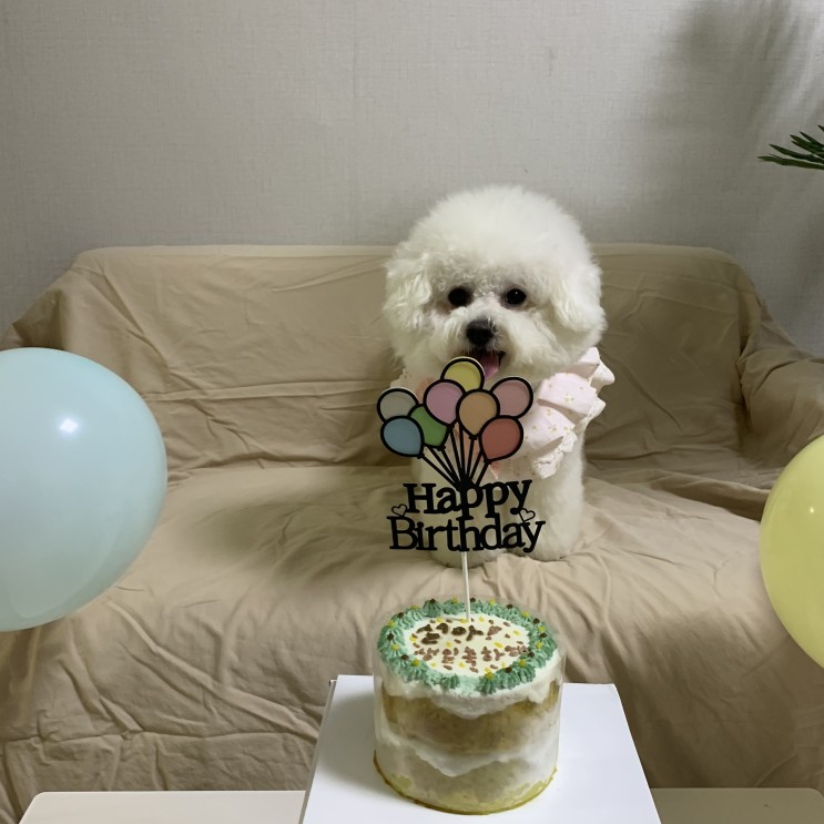 설이 두번째 생일파티, 강아지 생일 케이크 주문, 창원 상남동 카페 또또