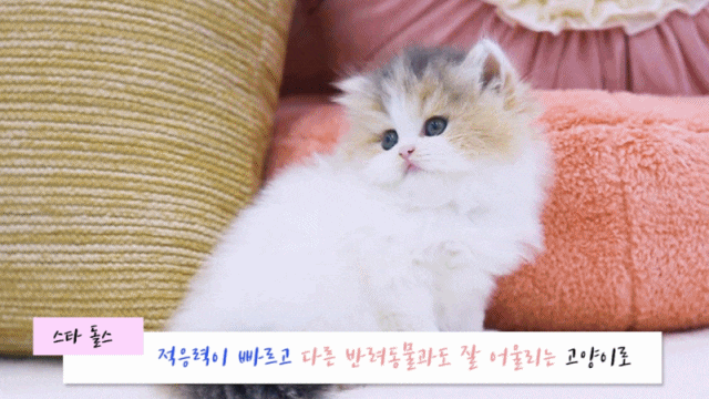  스코티쉬 스트레이트 분양 예쁜 벤 칼리코^^*