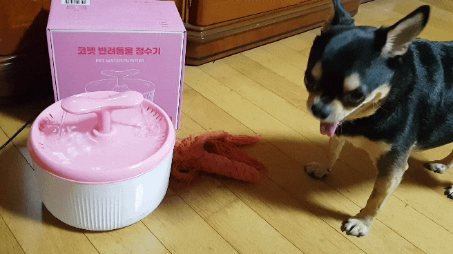 강아지 정수기 : 윈코 코펫 반려동물 정수기 깨끗한 물로 퐁퐁