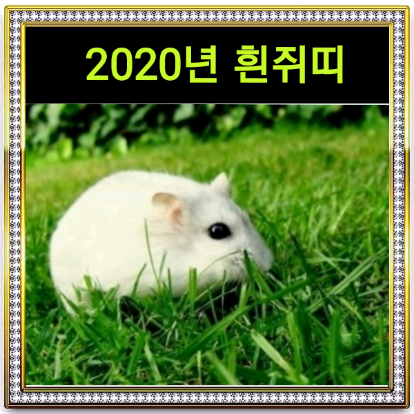  2020년 띠 경자년 흰쥐띠? 기해년 돼지띠?