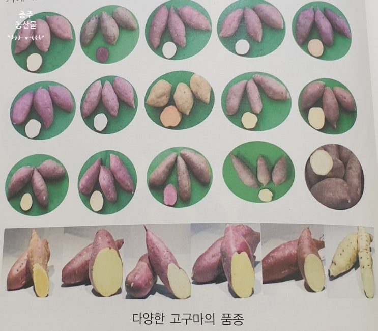  [고구마] 어디까지 알고 있니? 제 4편 (고구마의 재배와 저장방법)