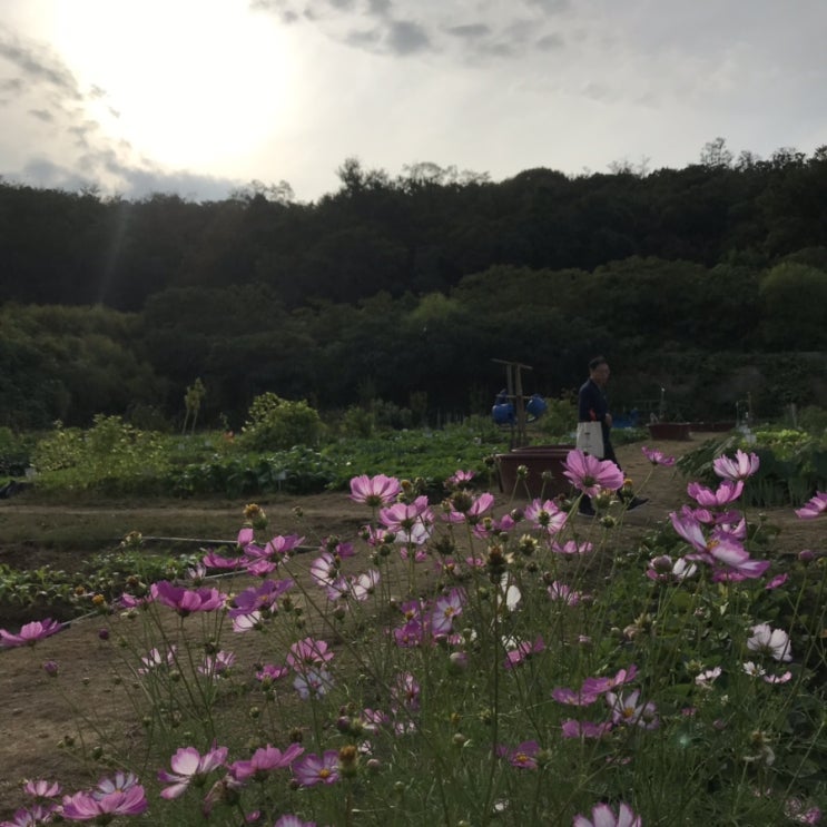  [정모일지] 191006 멀칭, 옥수수, 해바라기, 약콩 수확, 시금치 씨 심기
