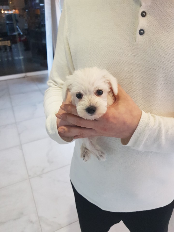  시흥강아지분양 화이트슈나우저 소식입니다.