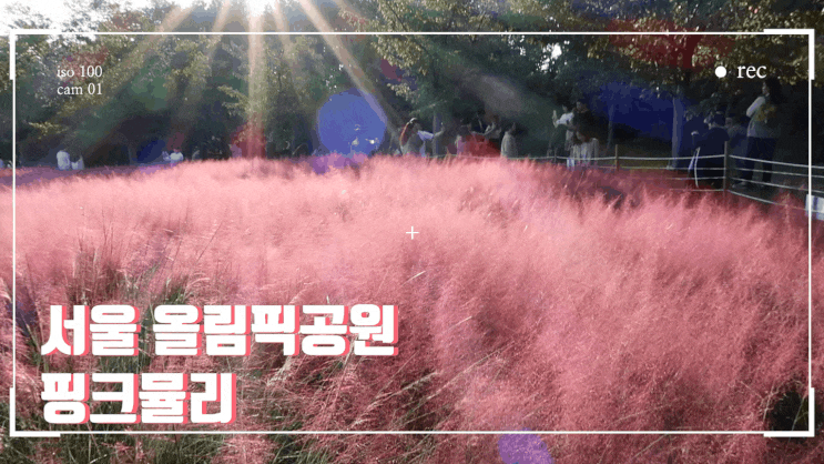  서울 주말 나들이 : 올림픽공원 들꽃마루  핑크뮬리  나홀로나무 구경하고 왔어요.