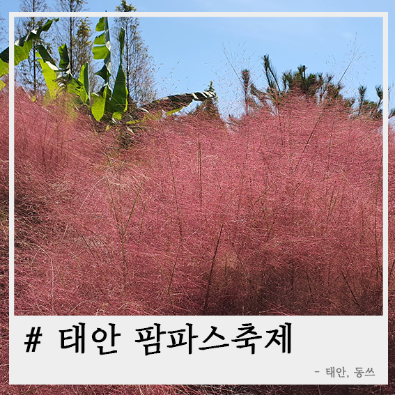  태안 팜파스축제, 모든곳이 인생샷 명소!!