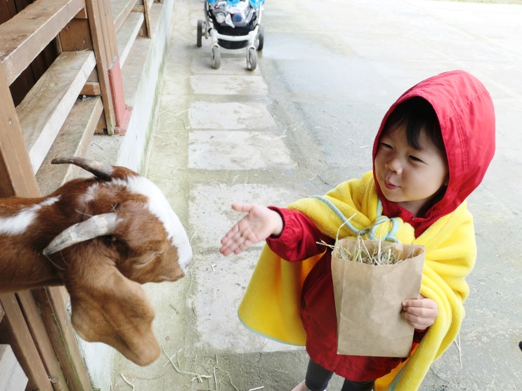  아이와 강원도여행 가볼만한곳 대관령 하늘목장