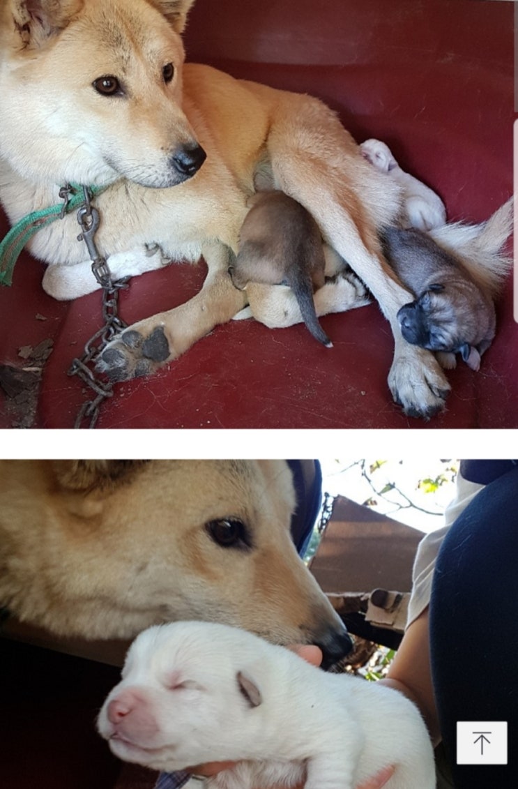  강아지 입양 결정! 똥개입니다 ㅋㅋㅋ