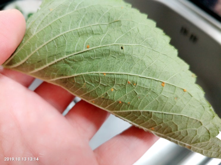  깻잎 노란색 반점? 가루? 무엇?
