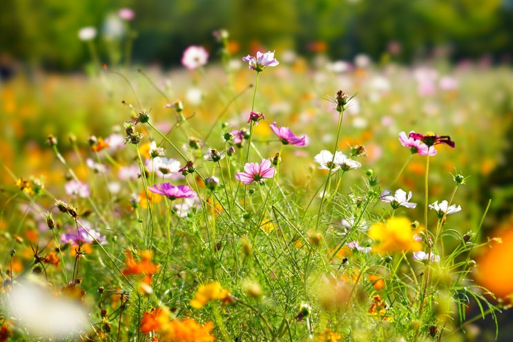 부천 가볼만한곳 상동호수공원에서 드넓은 황화코스모스 꽃밭을 보고왔어요!
